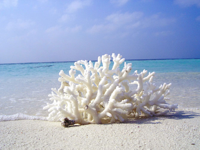 Белый коралл sango