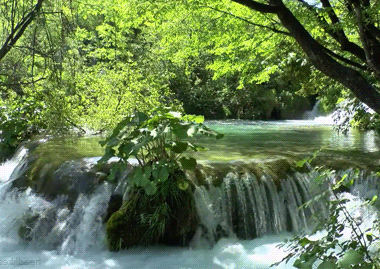 вода лесной ручей