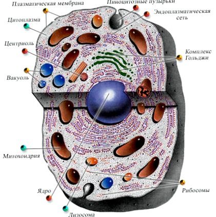 структура клетки