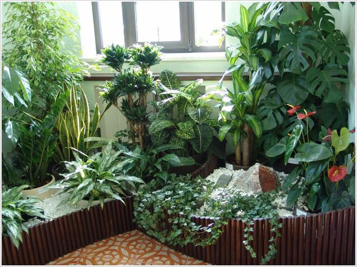 Растения в комнате